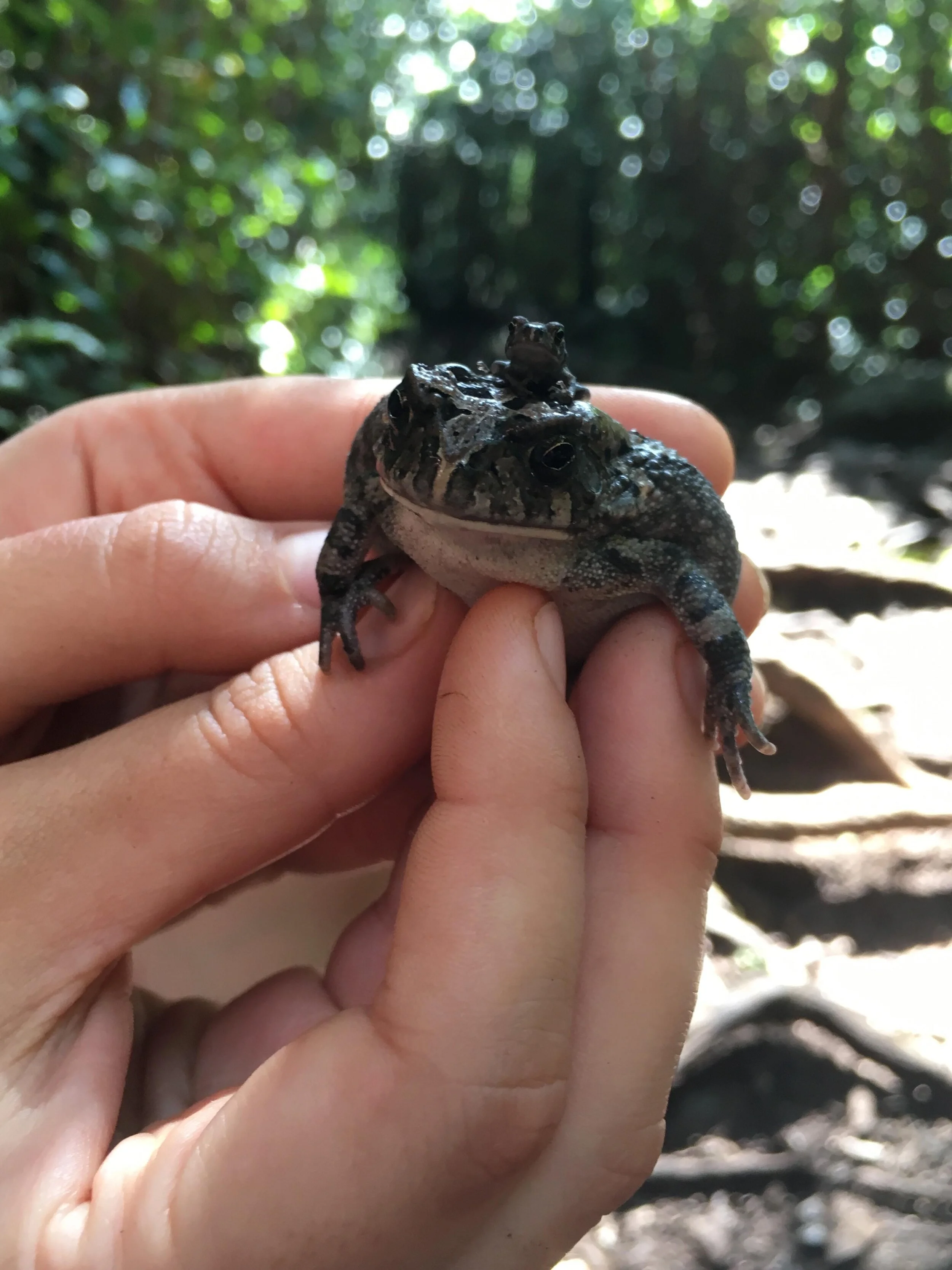 An old friend of mine, Dr. James Baxter-Gilbert, was in Mauritius with a small team to research how the guttural toad, introduced by humans to the island, had adapted to their new home. He invited me to come add a brain-adaptation dimension to his project. How could I say no?