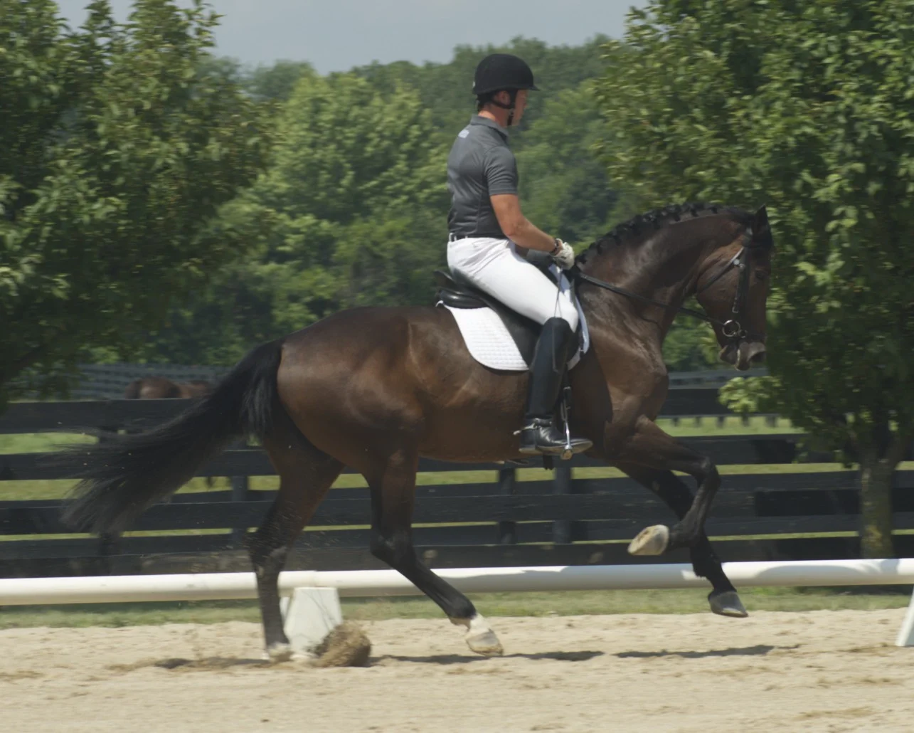 Raisin Money, owned by Bart Collida & Michelle Inman, and Martin Kuhn won the Training Level & First Level high points.