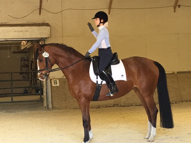 Claudia Nissley & Cinnamon at the 2016 CLD IceBreaker Schooling Show (photo by Judy Nordstrom)