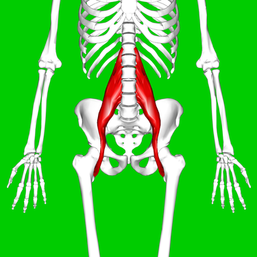 psoas.png
