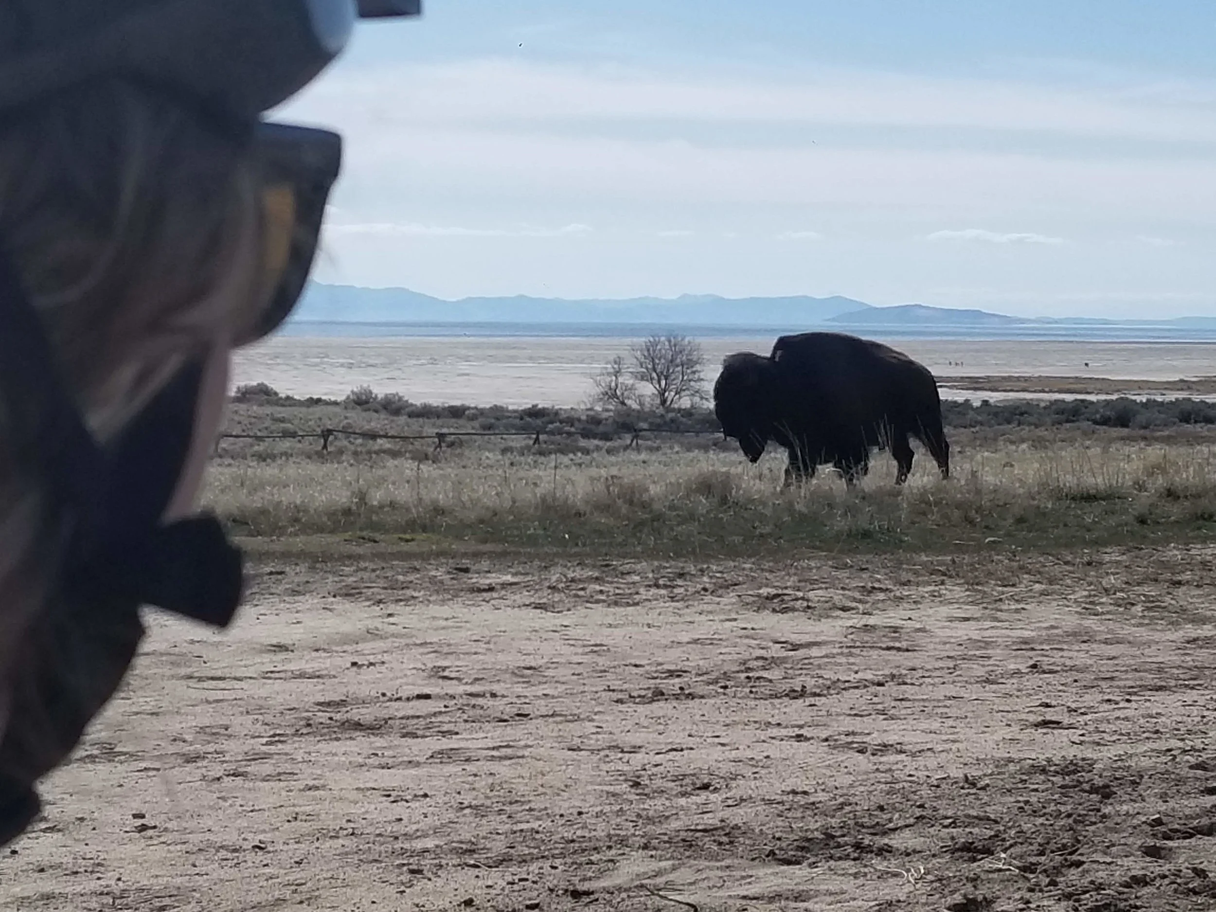 First MTN Biking of the year. Went to Antelope Island. This big boy passed within 50 ft of us!