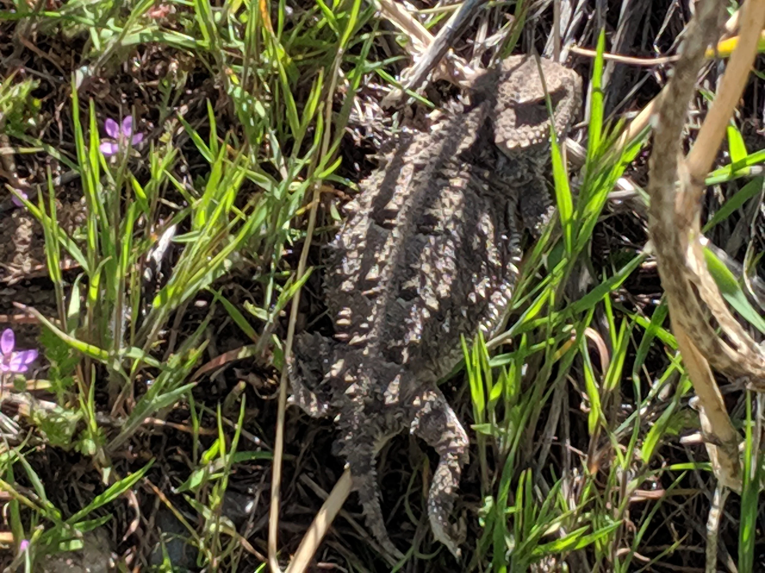 We saw this beautiful little guy skittering across the trail on our Sunday morn MTB ride. I’d never seen one before. It turns out they are quite common though. Know what it is? How about it’s nickname? Have you seen one?