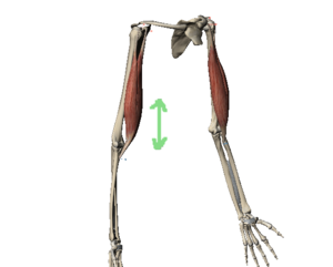 biceps.png
