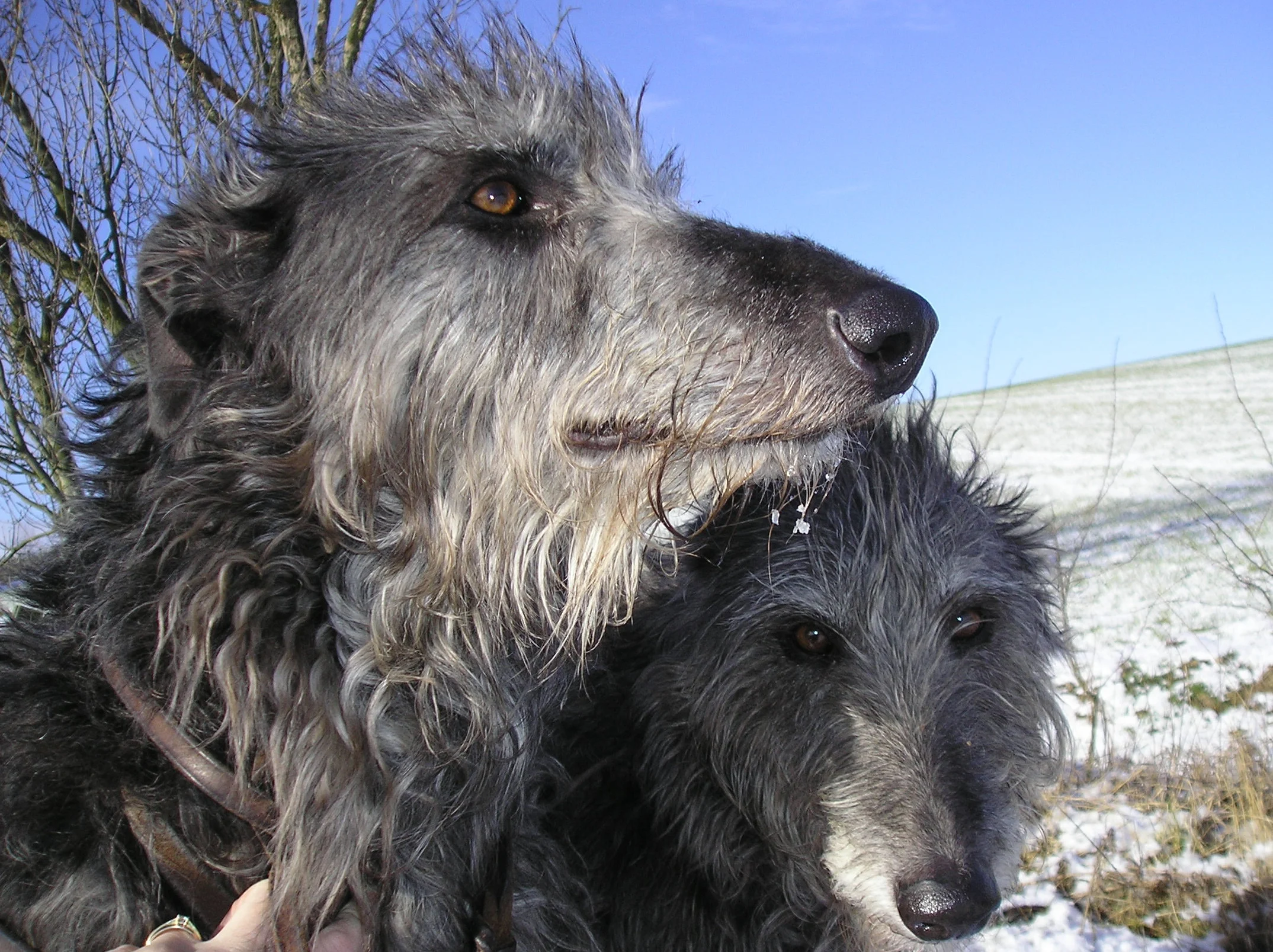 Ch. Kilbourne Grey Ghost of Ladygrove & Ch. Kilbourne Melissa of Ladygrove my first two deerhounds.