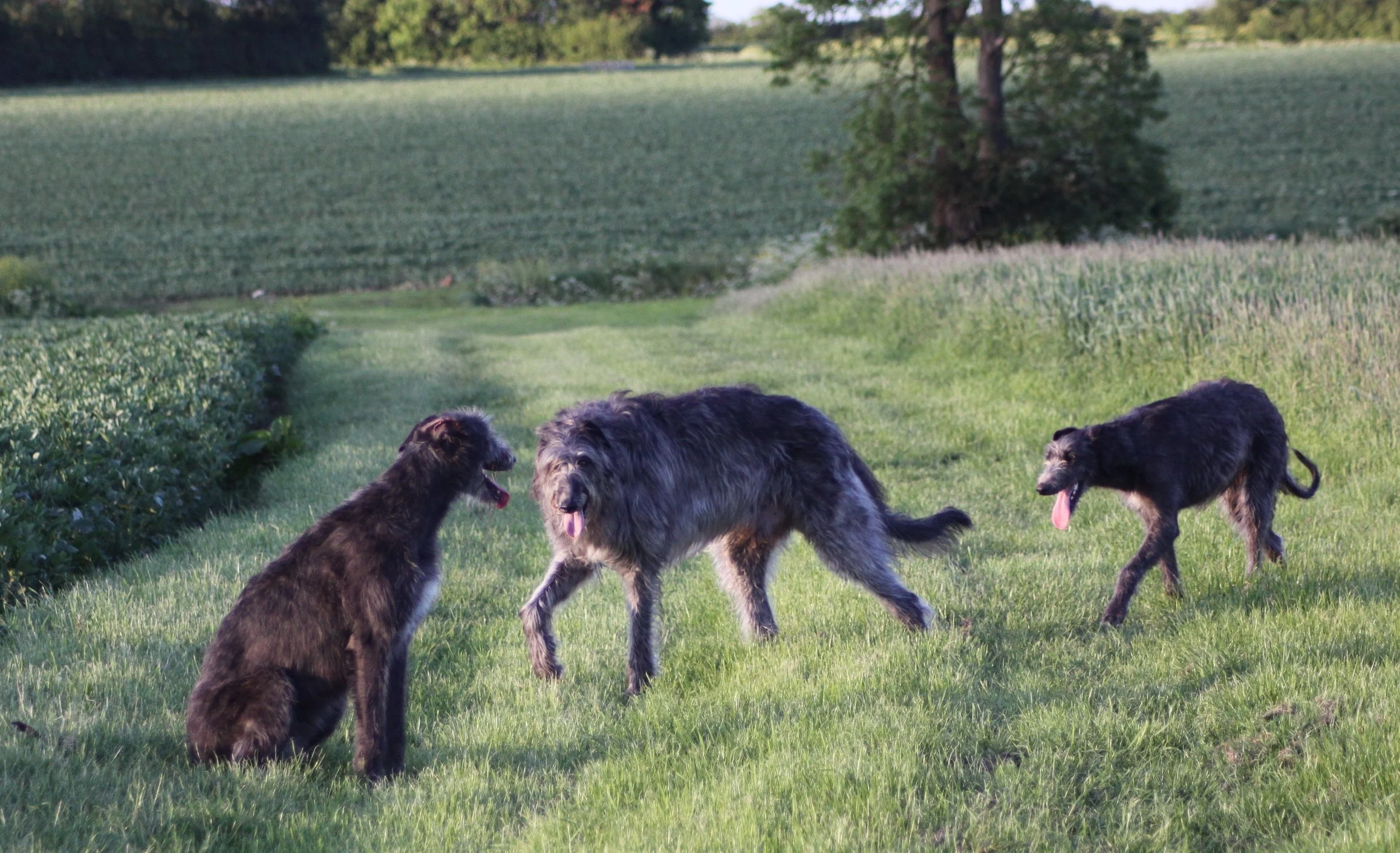Gunner with his daughters Gobi & Greta