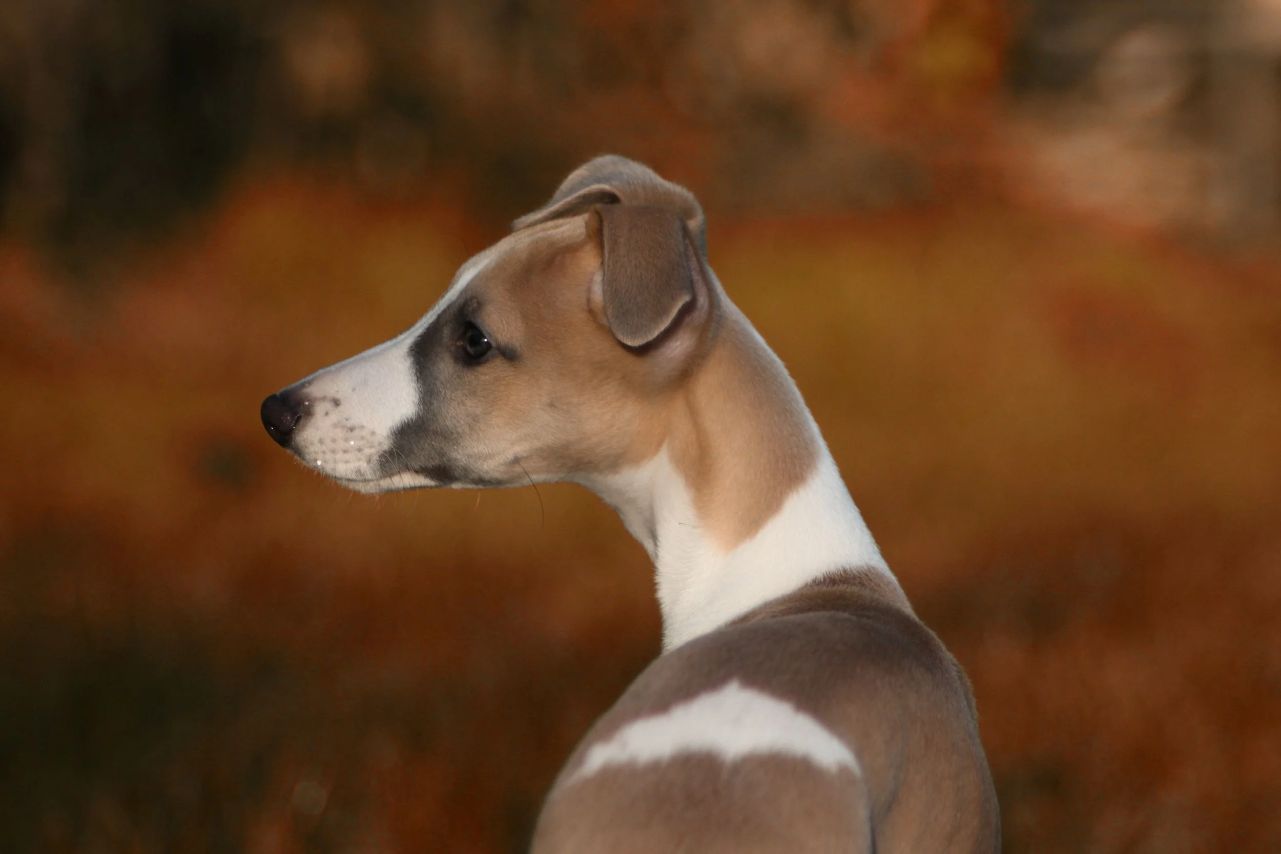 Django aged 12 weeks