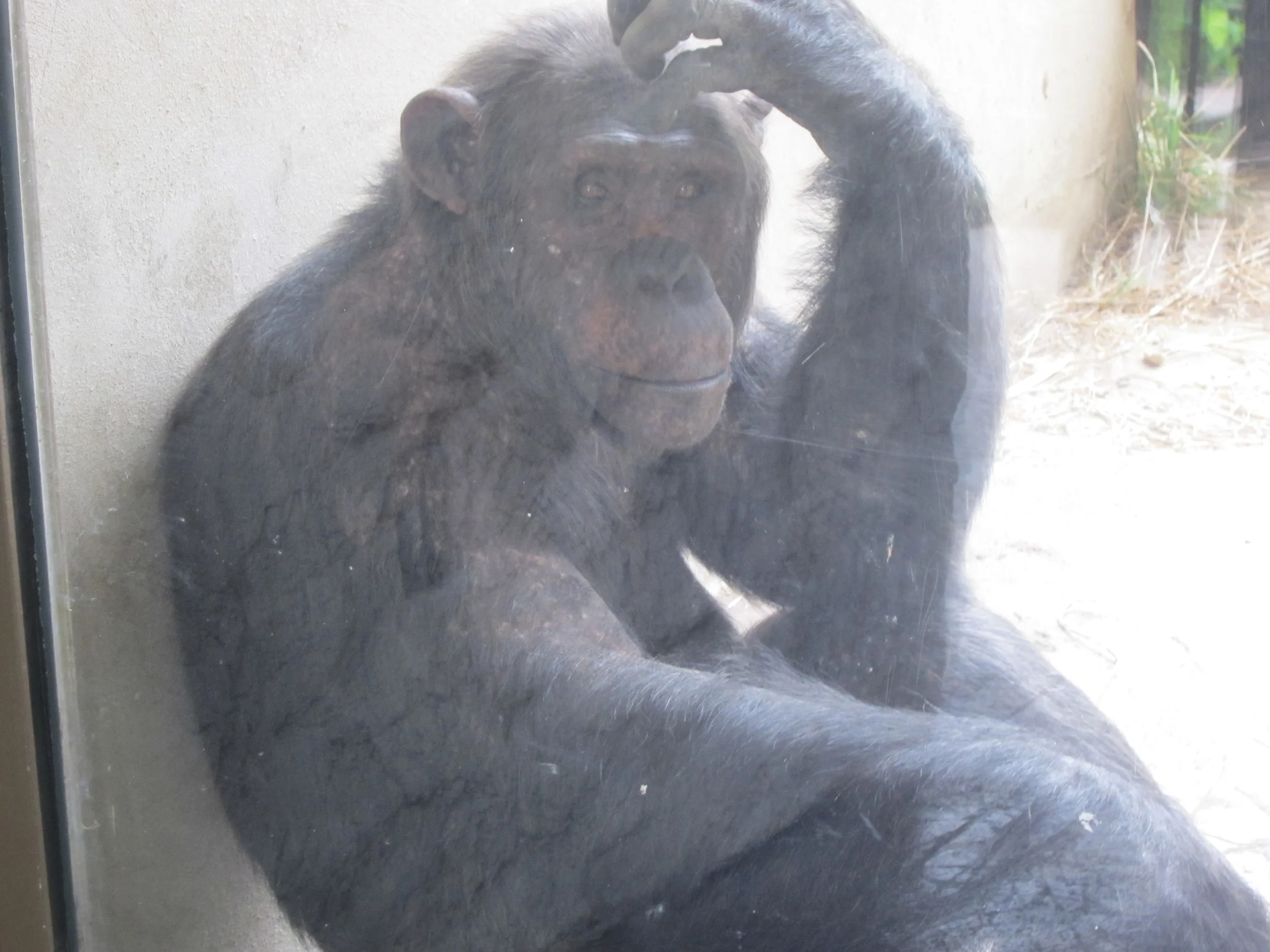 Pensive Chimpanzee