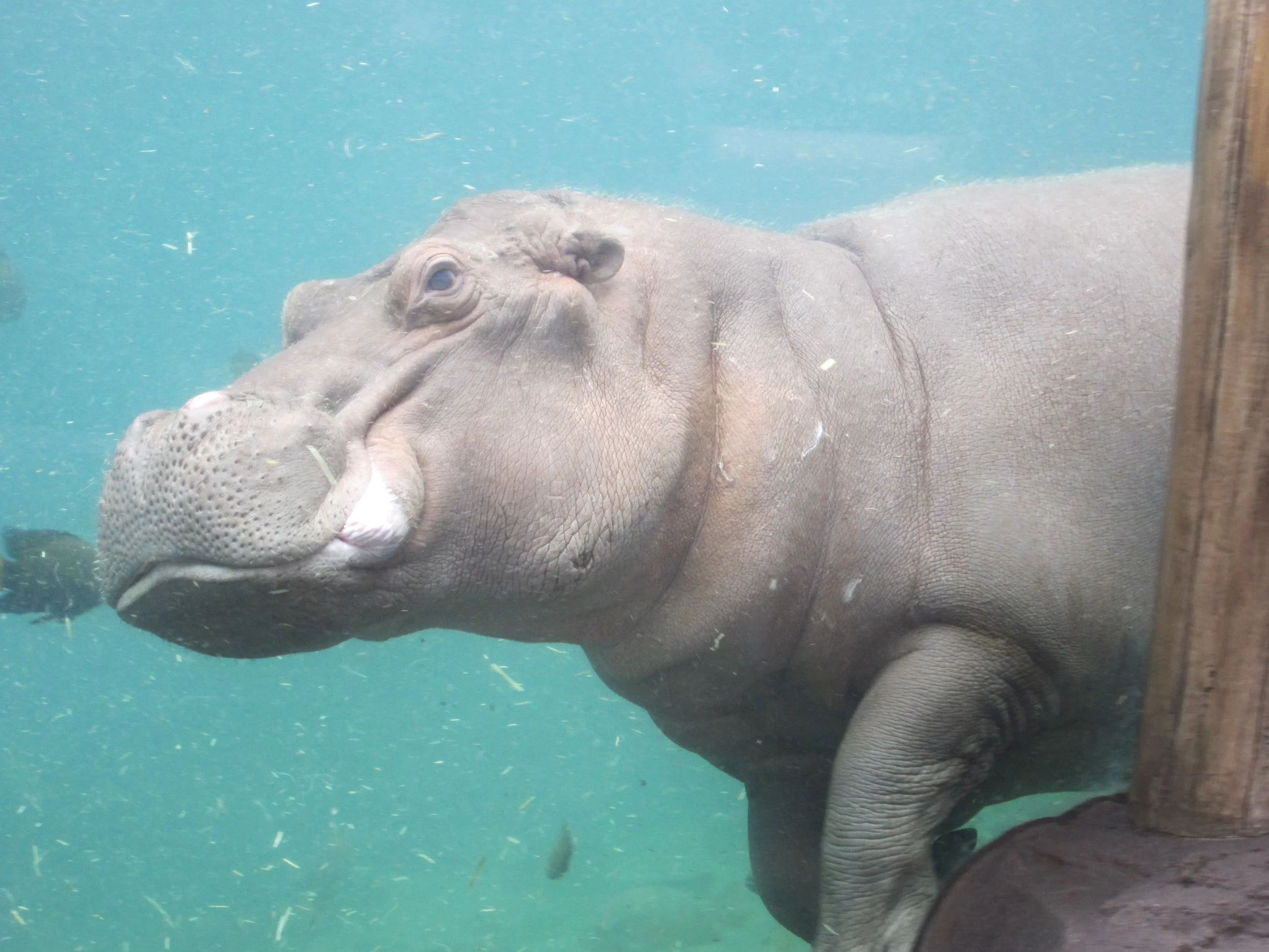 Happy Hippo