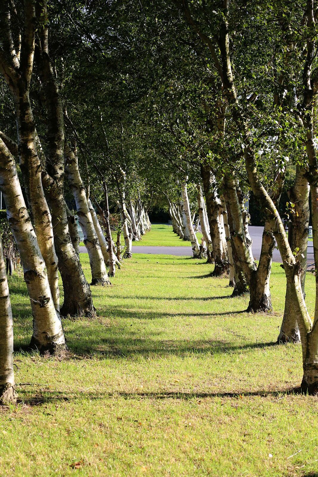 Tree line drive at Eastham Hall Holiday Park