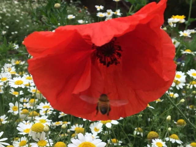 Wildflowers are a much needed haven for the wildlife