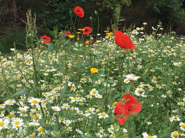 Wildflowers on the park