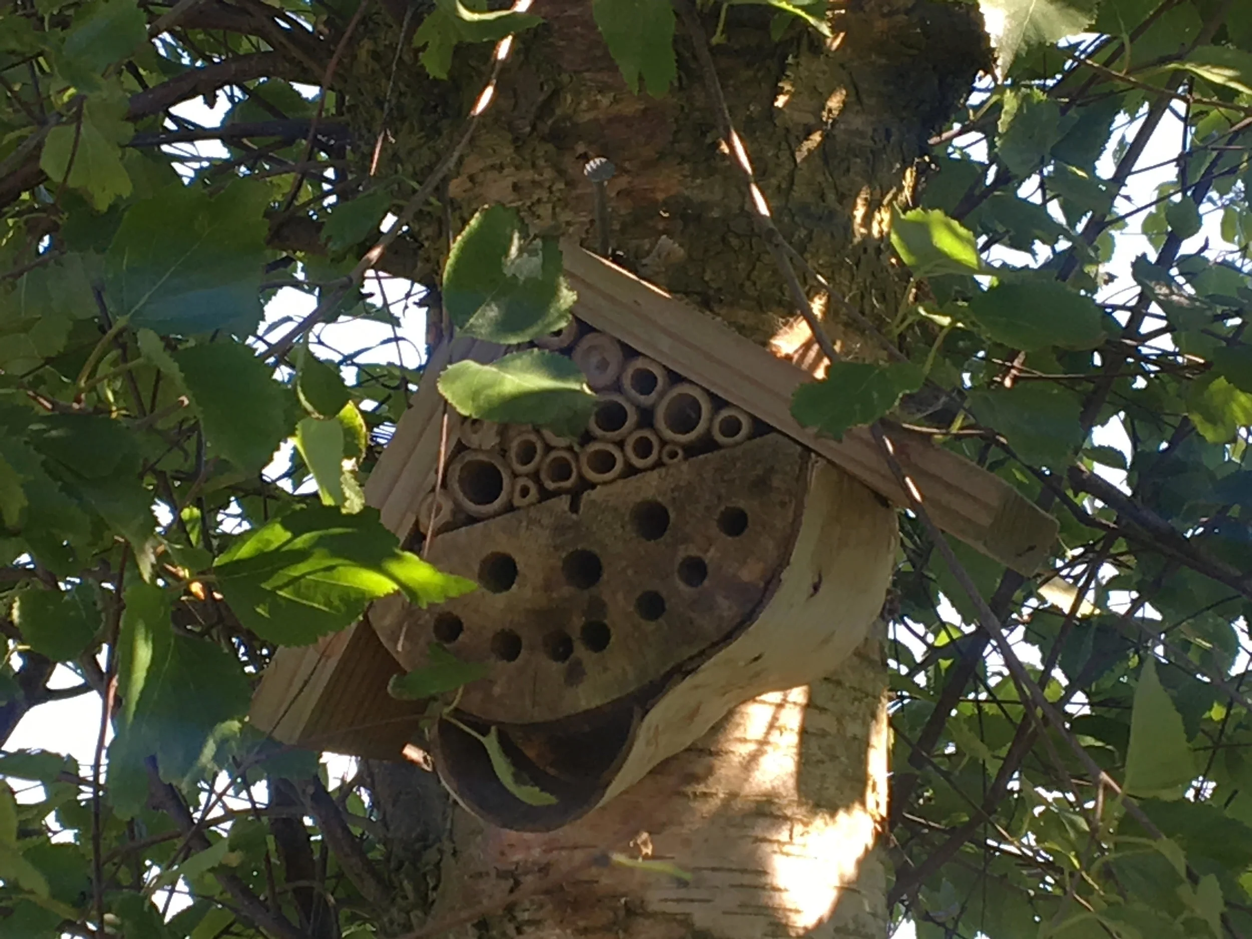 Bee house on the park
