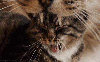giphy-4.gif