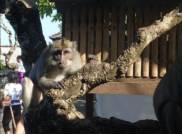 monkey.jpg