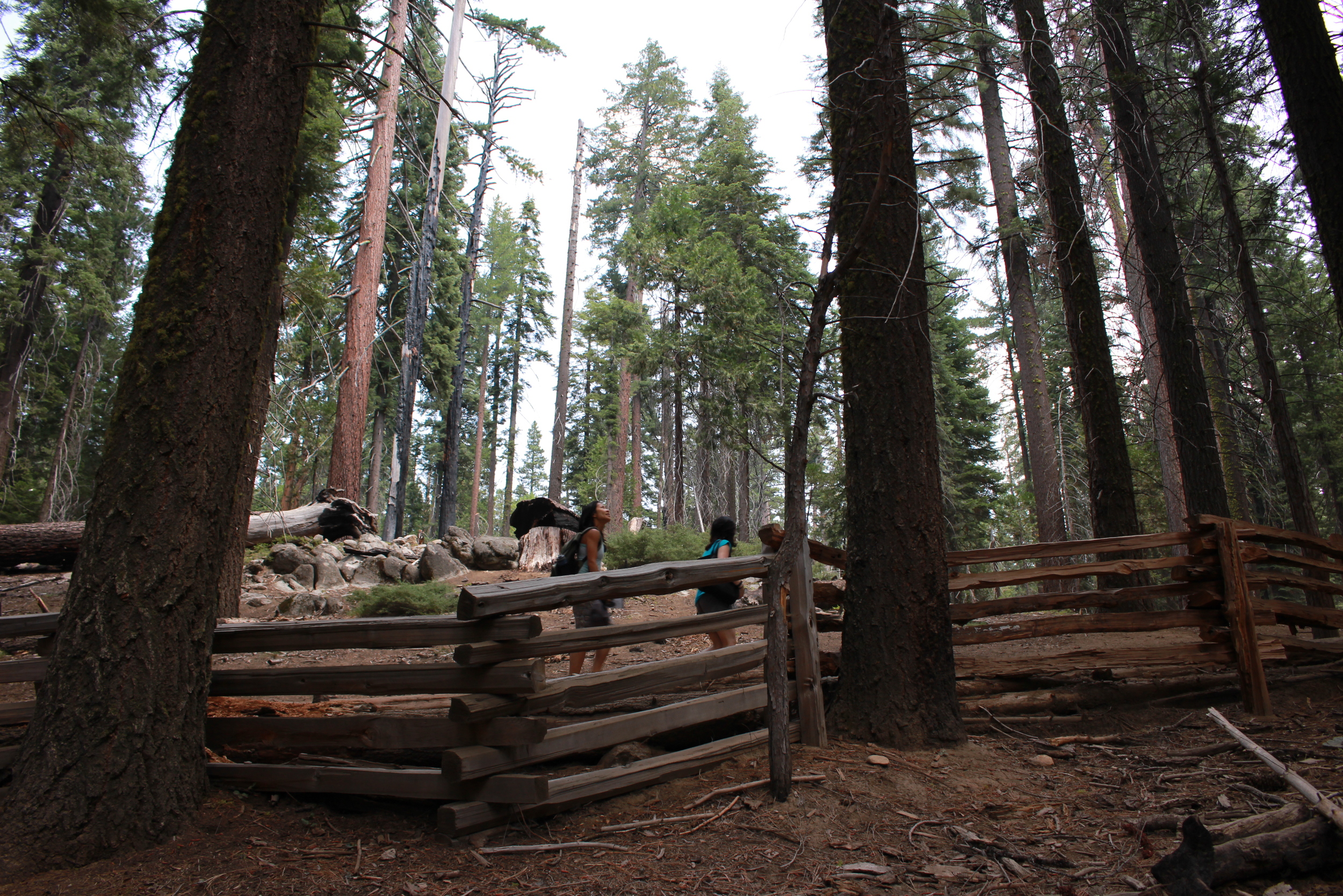 Mariposa Grove, Yosemite