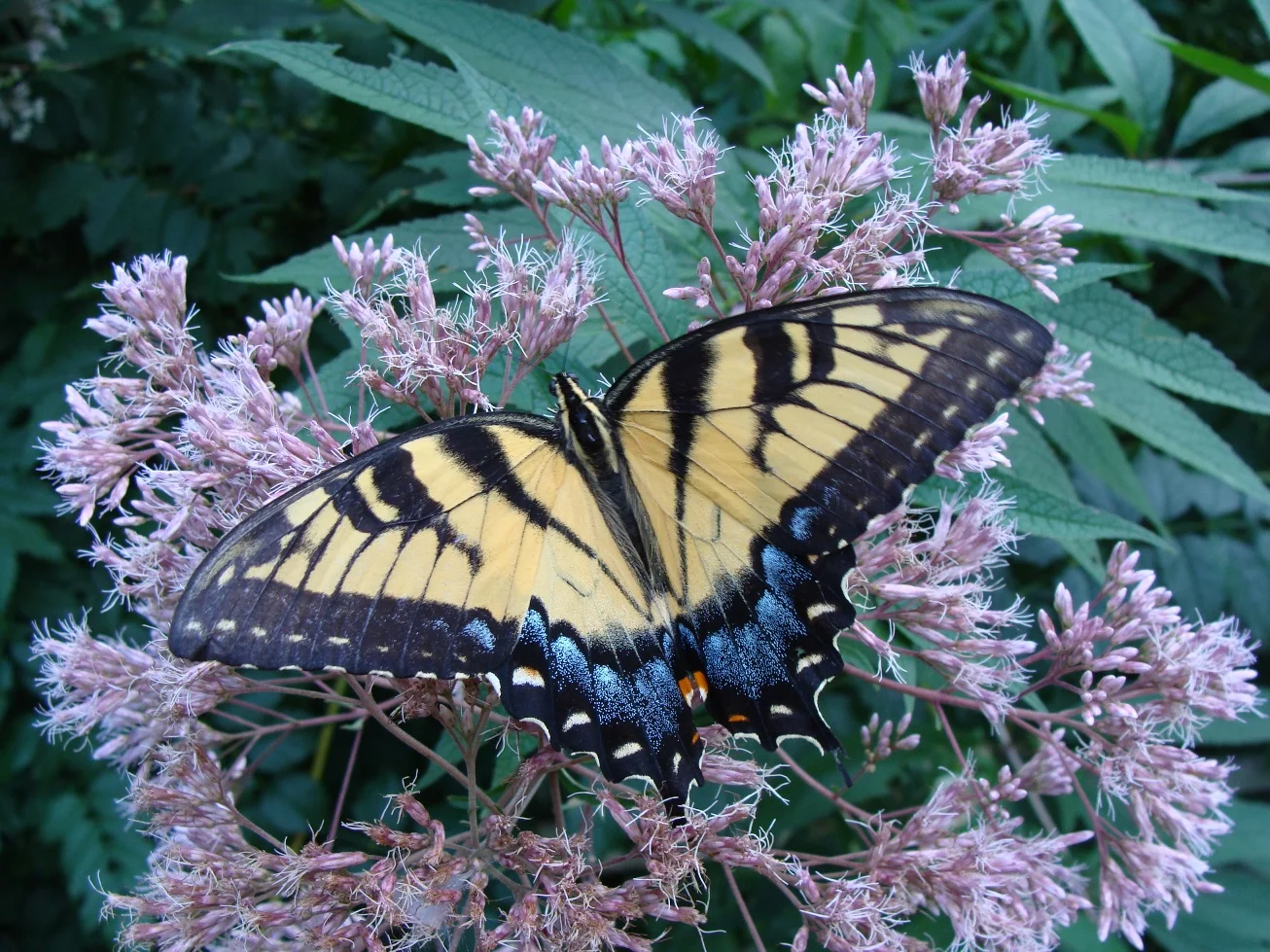 Joe Pye Weed and Swallowtail Butterfly