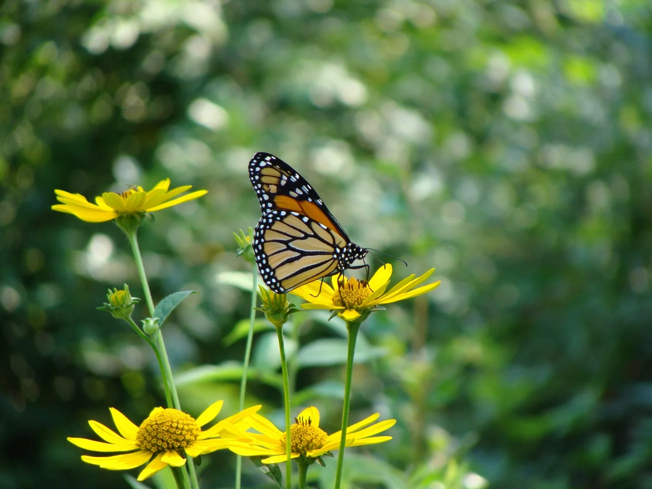Monarch Butterfly on Oxeye Sunflower