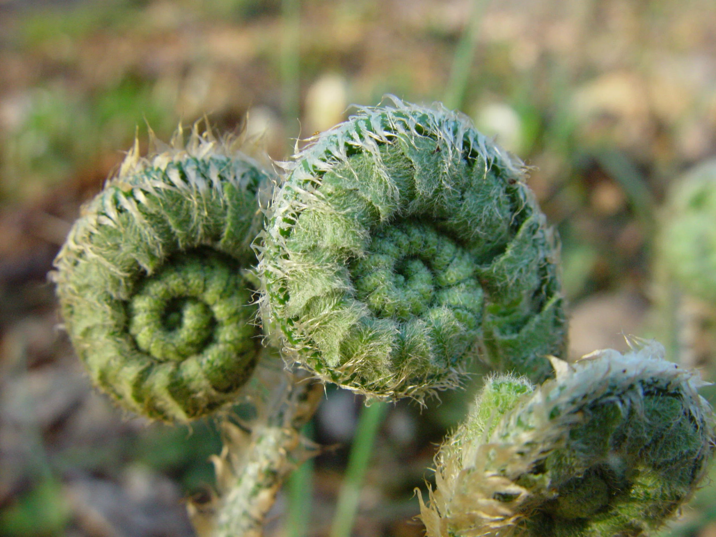 Fiddle heads of fern