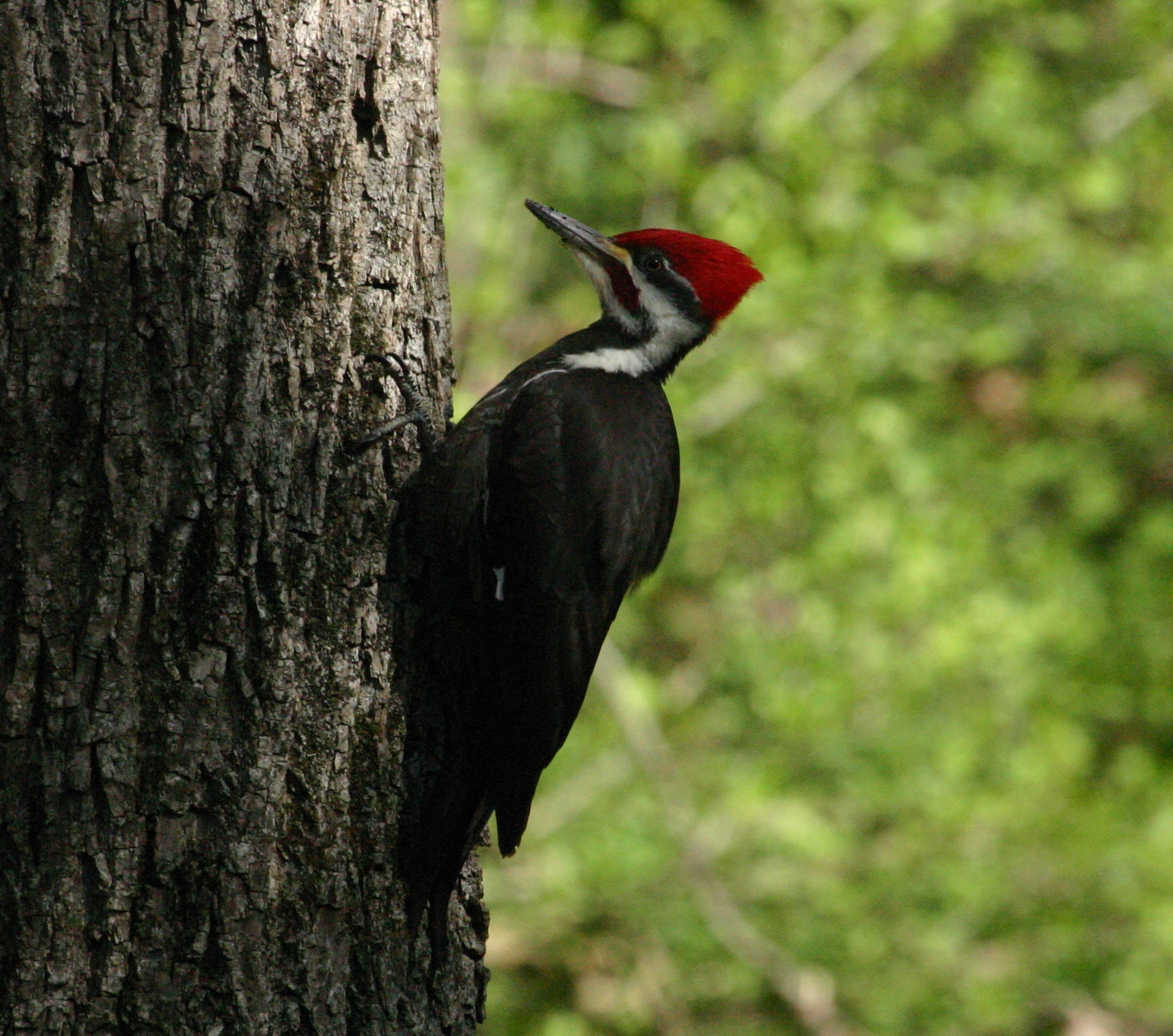 Pileated Woodpecker
