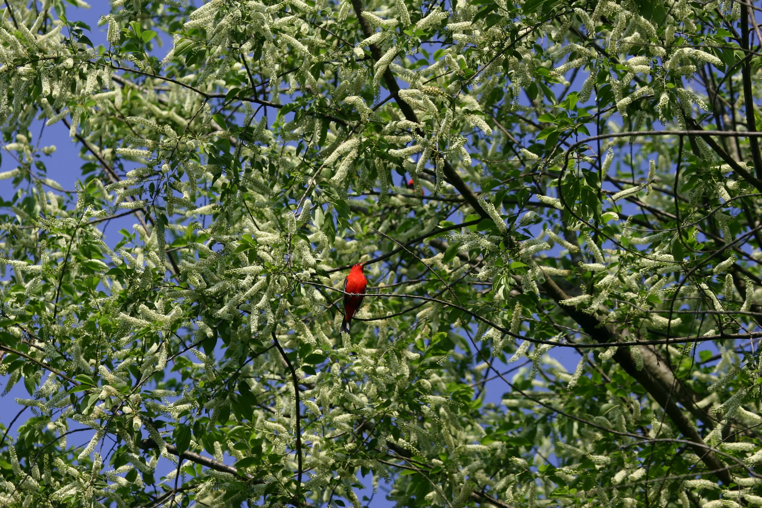 Scarlet Tanager