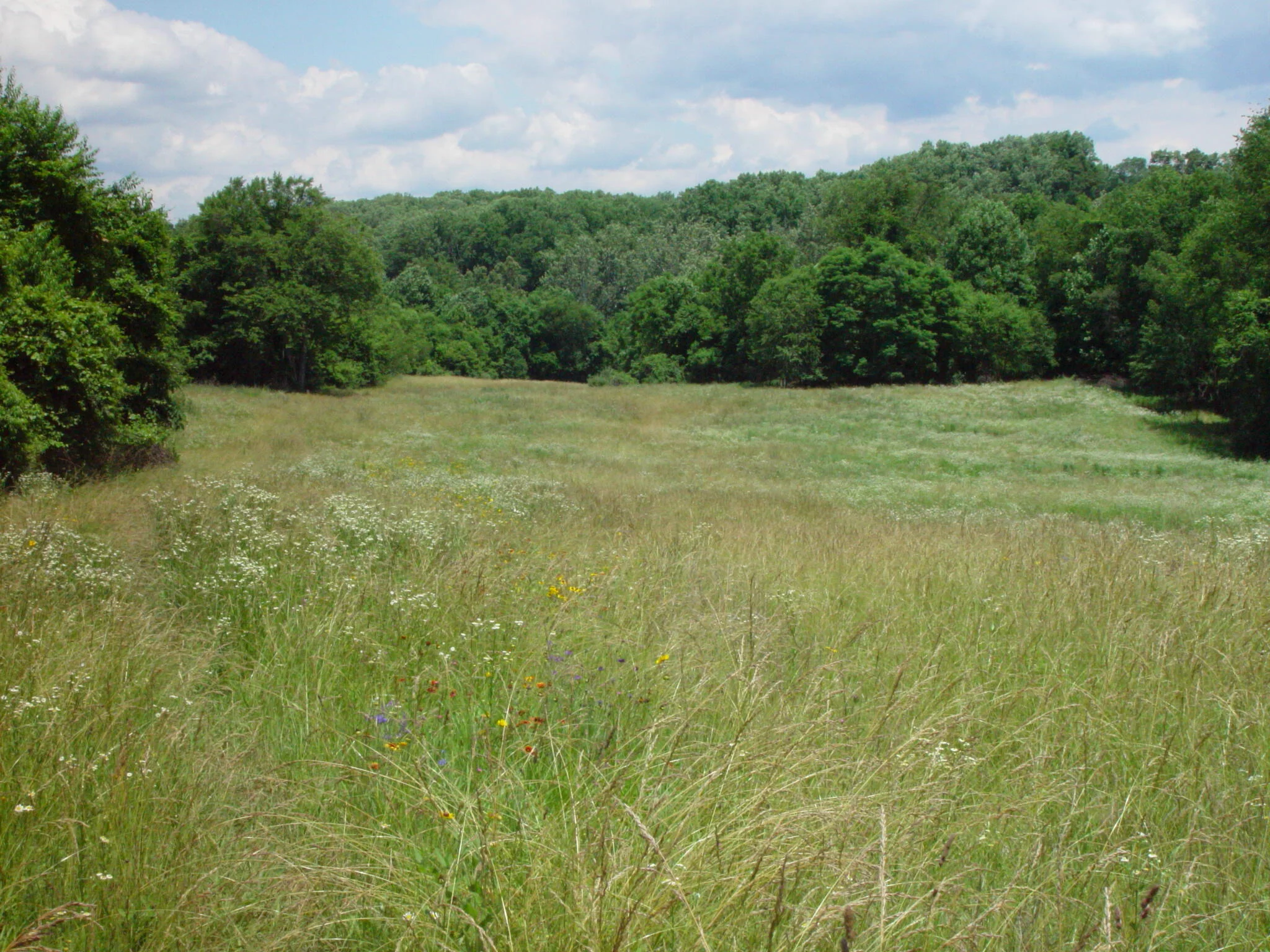 Clegg's meadow CFarfaras.JPG