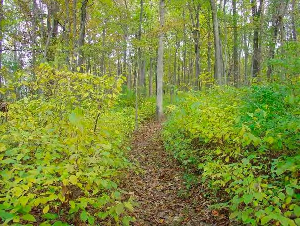 Spicebush in Fall Color