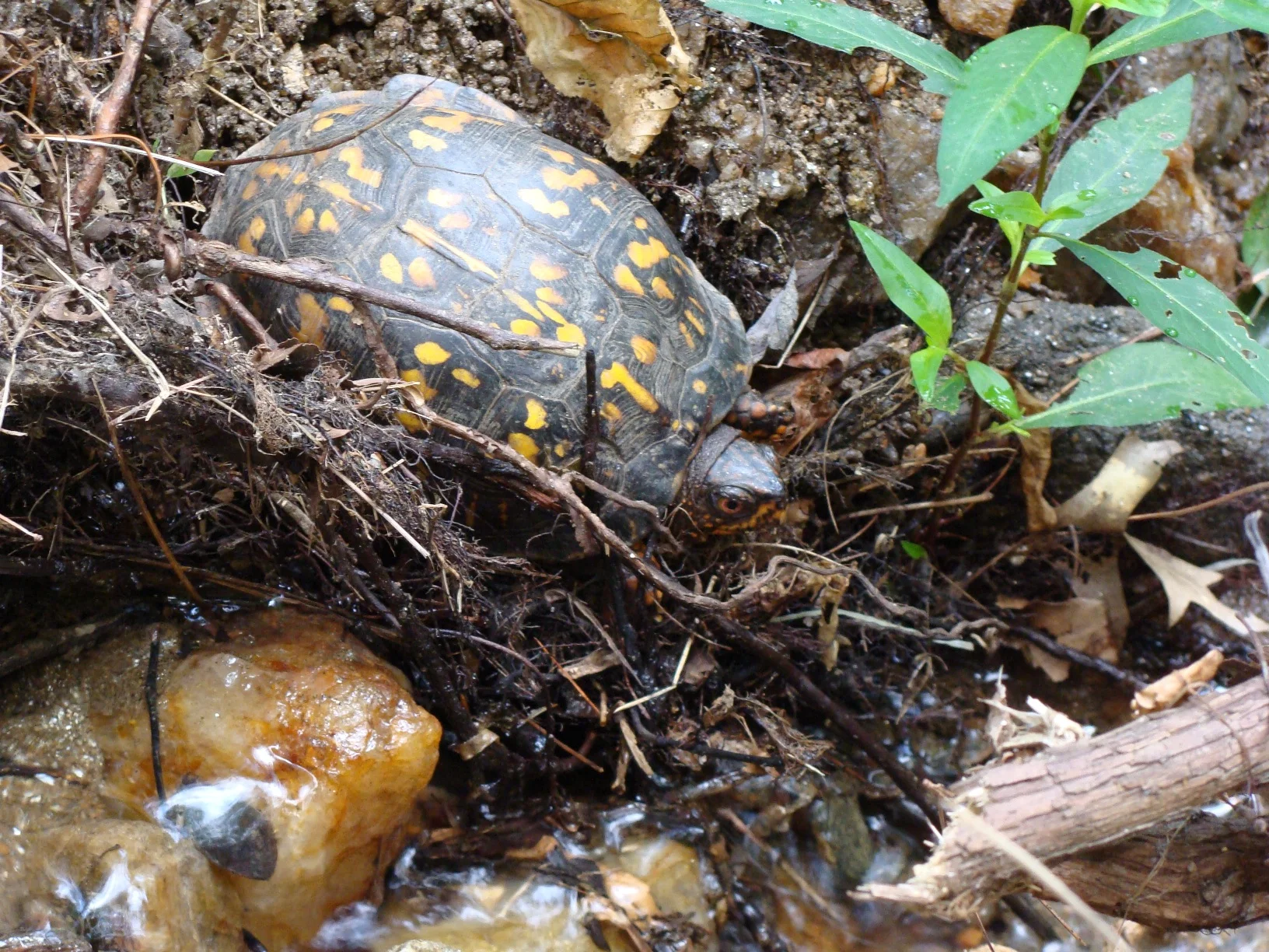Eastern Box Turtle