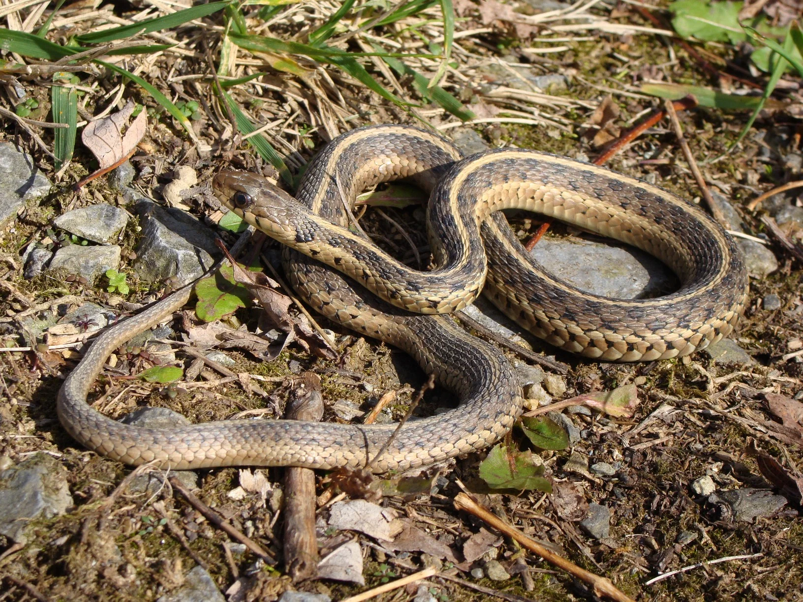 Basking Gartersnake