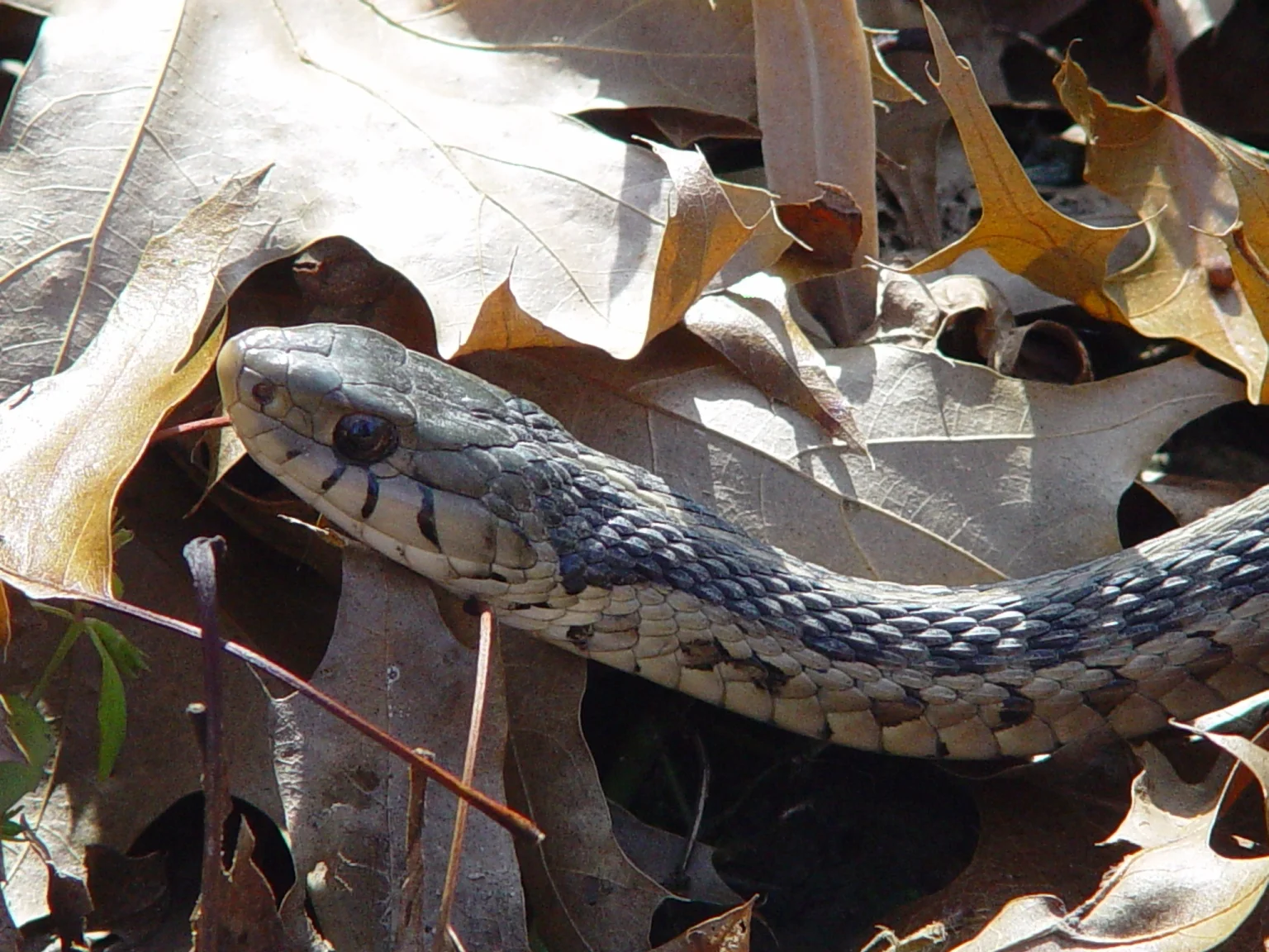 Gartersnake