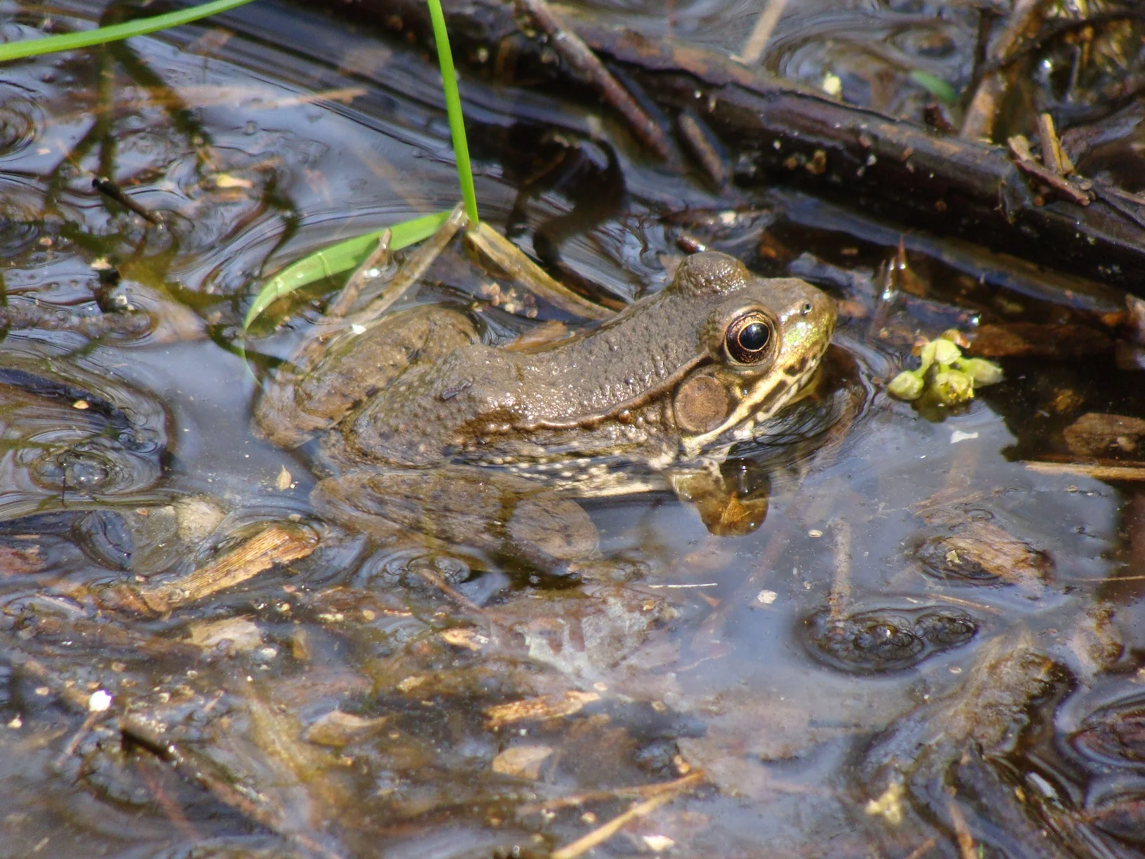 Green Frog