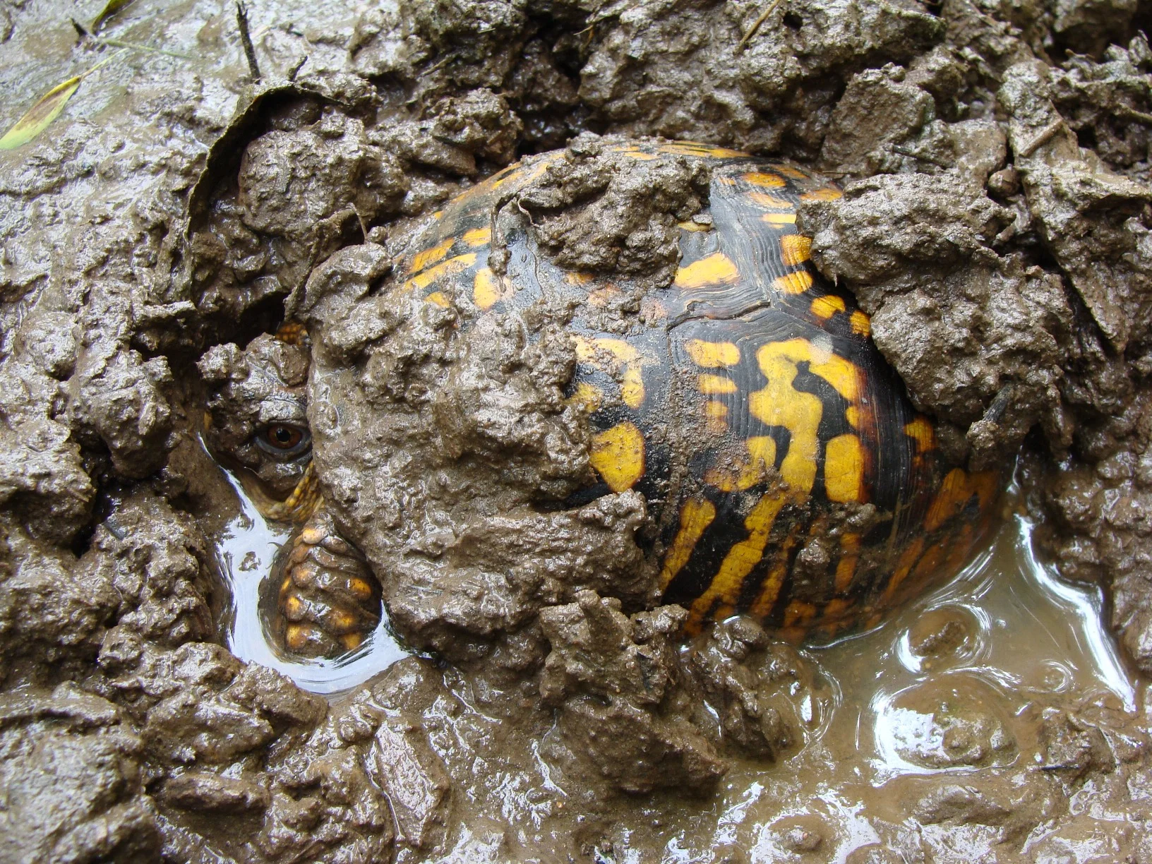 Eastern Box Turtle (in mud bath)