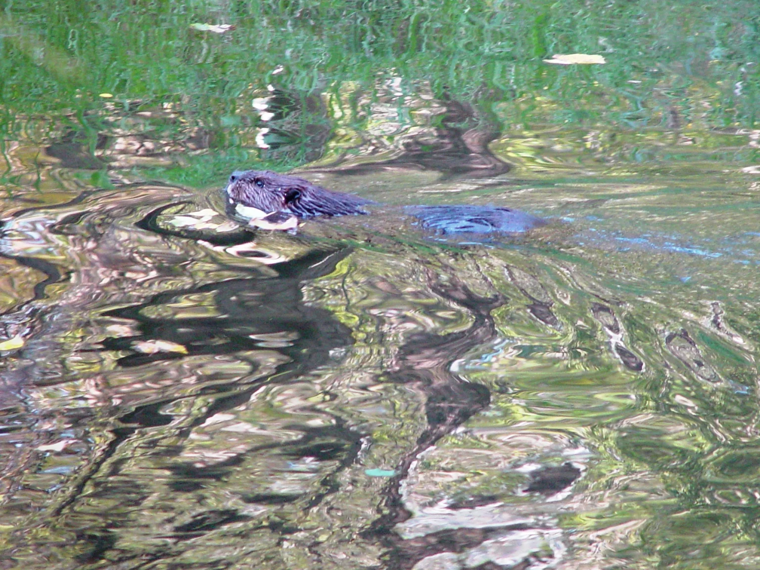 Beaver in Middle Patuxent River (1)