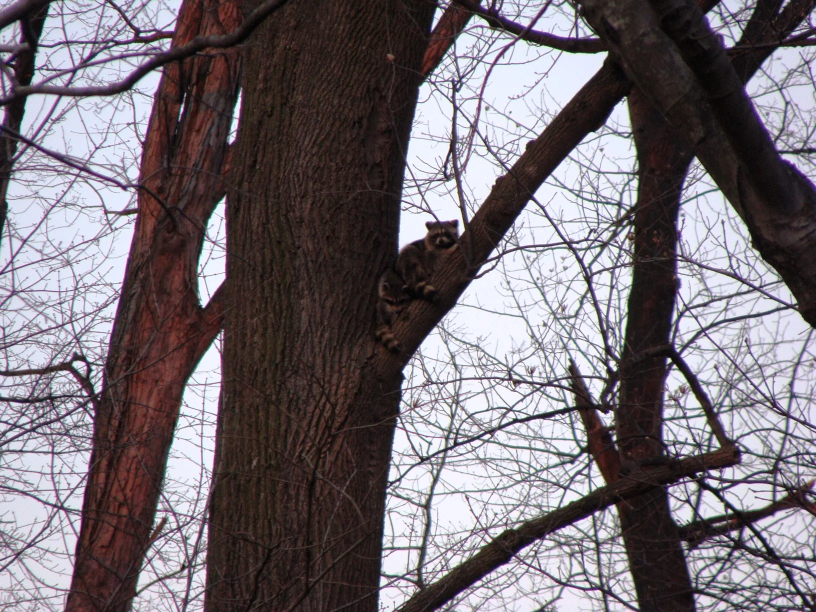 Raccoons in Tulip-poplar Tree