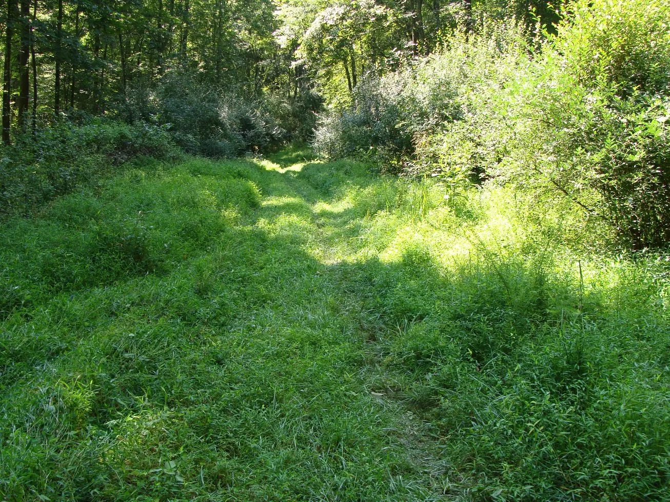 Stiltgrass and Autumn Olive - South Wind Trail