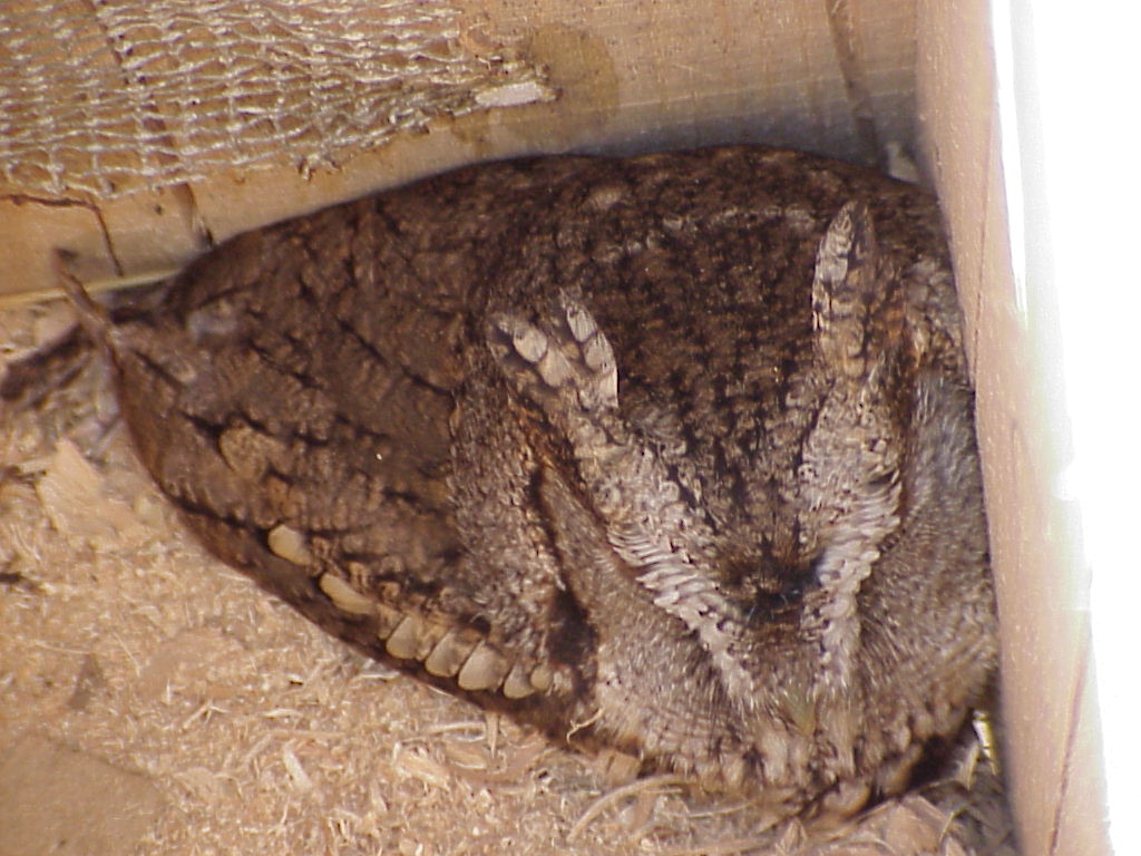 Screech Owl in Wood Duck Box