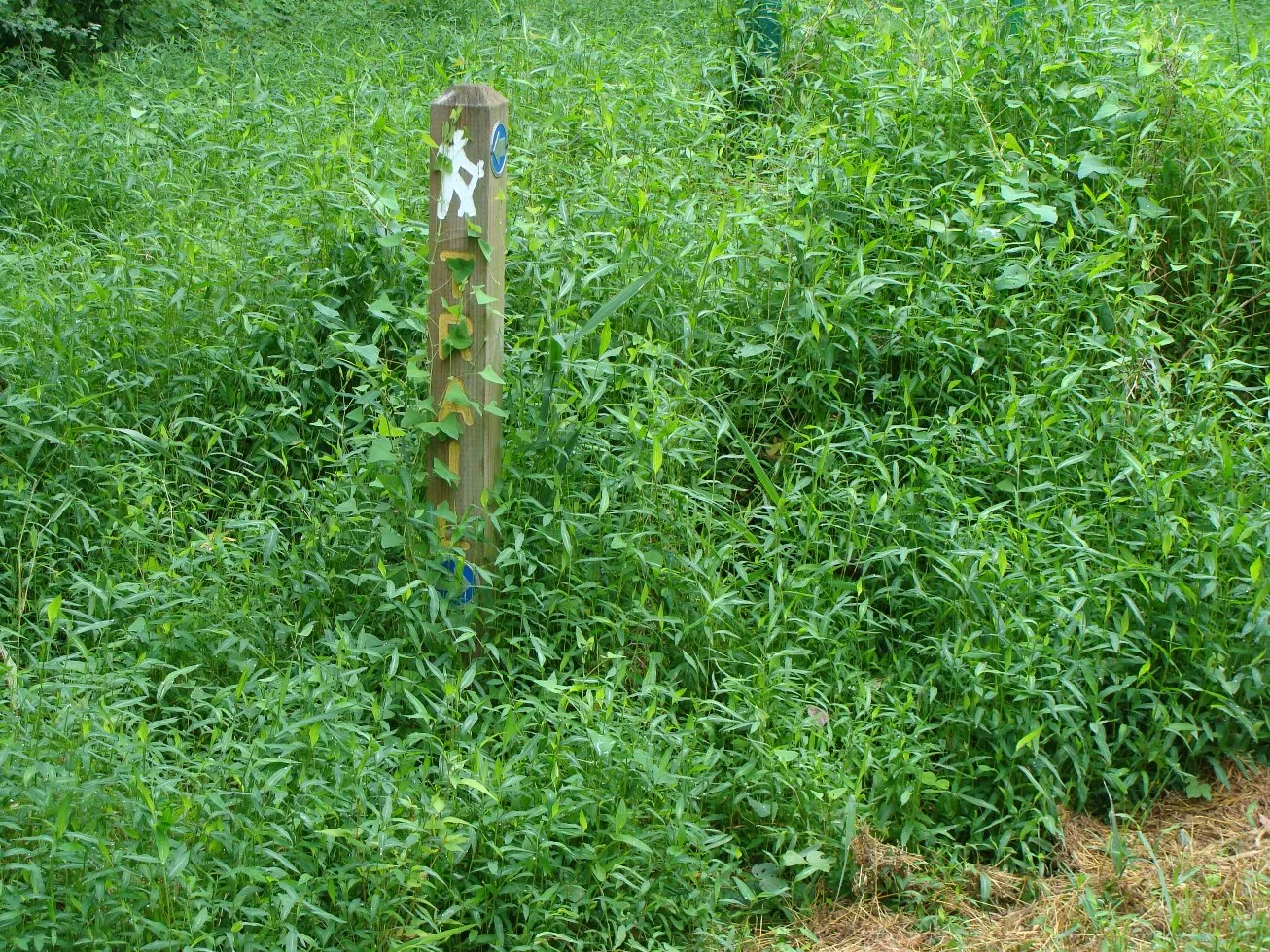 Stiltgrass at South Wind Trail Sign Post