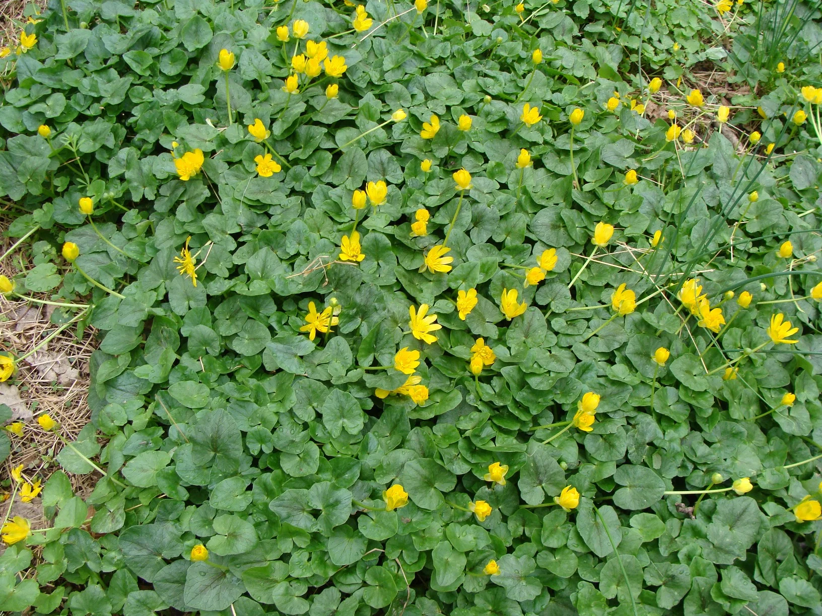 Lesser Celandine