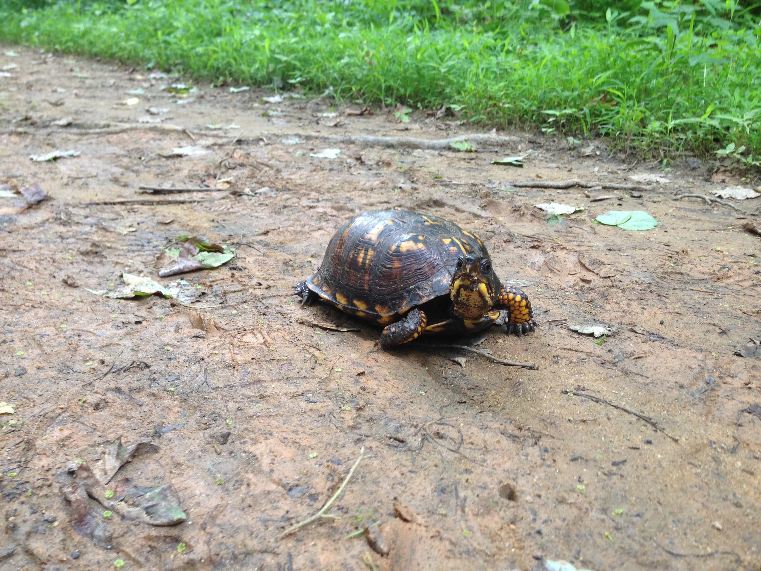 Box Turtle