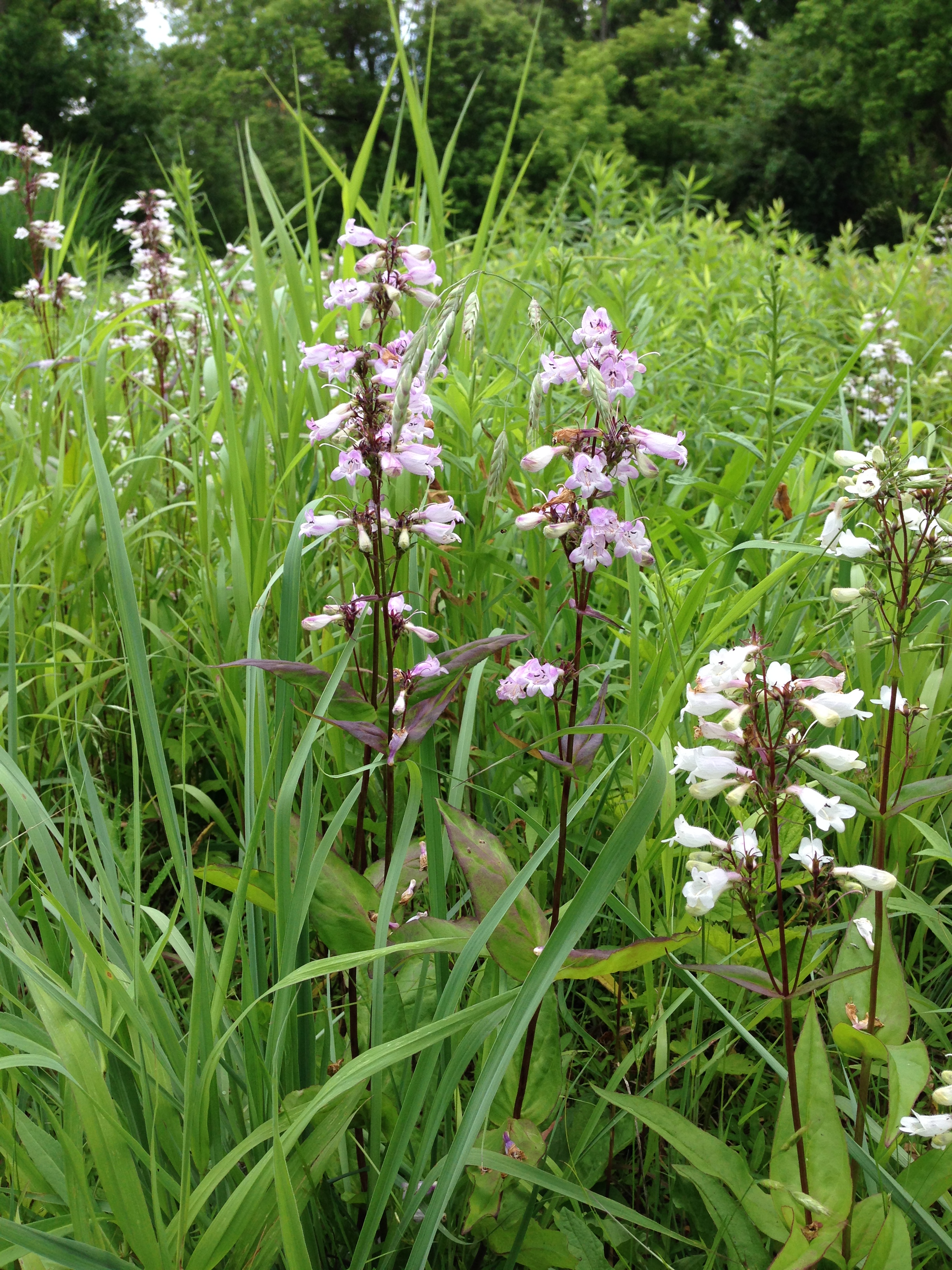 Beardtongue - Penstemon