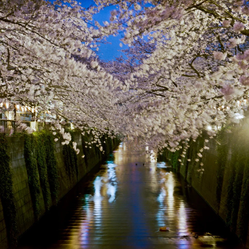 "Seasons of Sakura"