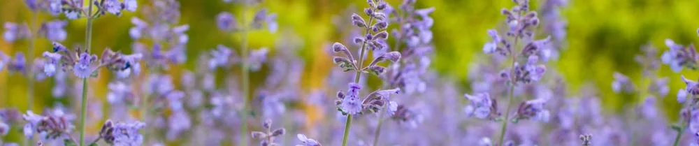 purple-wildflowers.jpg