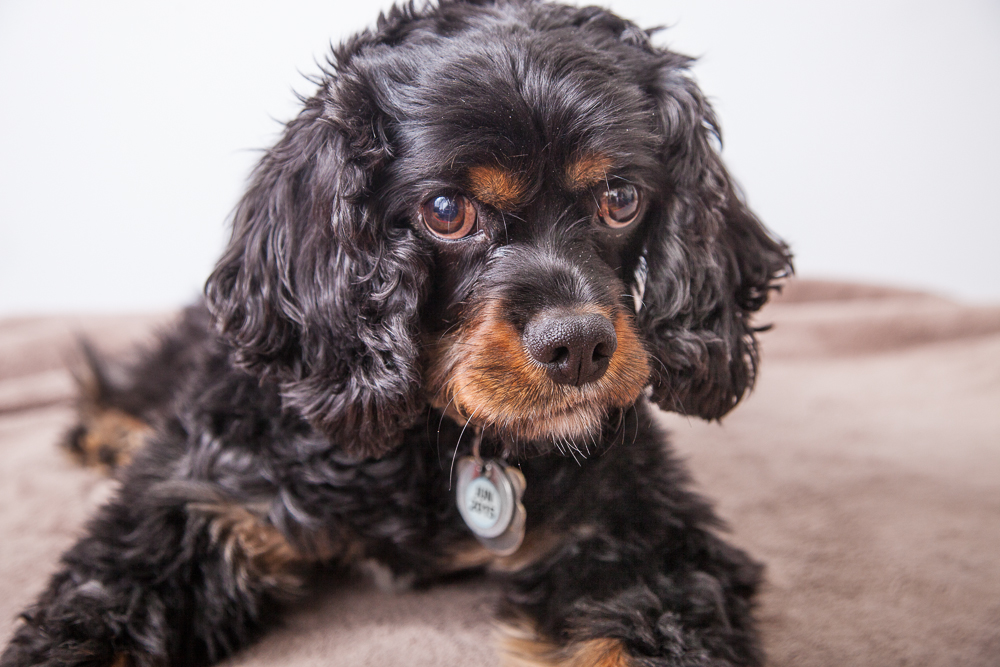 Jasmine4-23-2015-Pet-Portraits-Shana-Schnur-Photography-002.jpg