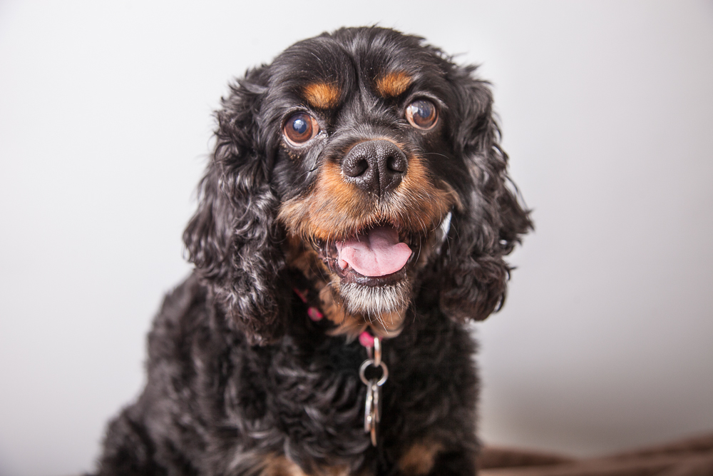 Jasmine4-23-2015-Pet-Portraits-Shana-Schnur-Photography-001.jpg