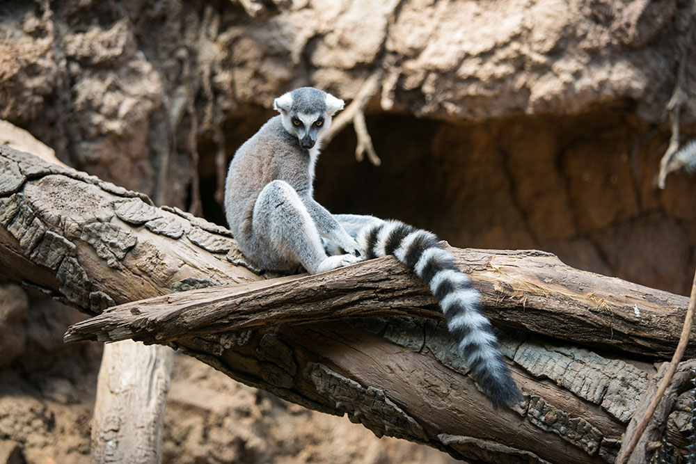 BronxZoo08-01-2016-Shana-Schnur-Photography-SSP_0562-001.jpg