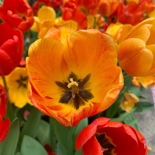 Beautiful day today! #nyc #tulips #newyork #manhattan #flowers #springhassprung #iphonephoto