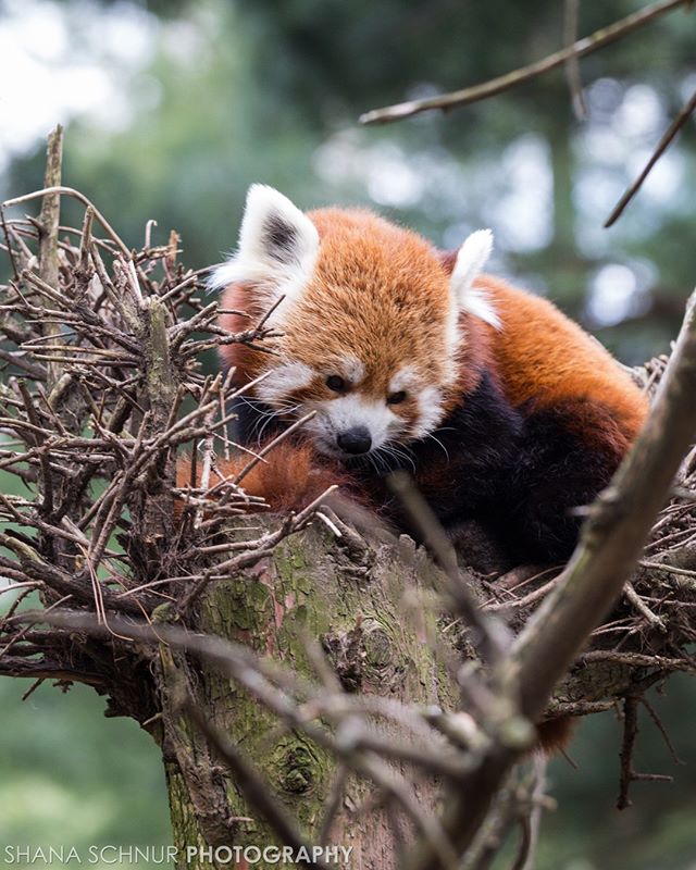 Happy Earth Day! 
#TheZoo #CentralParkzoo #NYC #RedPanda #Manhattan #Wildlife #wcs #cpzoo #Photographer #nycphotographer #onlyinnyc #wildlifeconcervationsociety #newyorkcity #newyork #shanaschnur #shanaschnurphotography