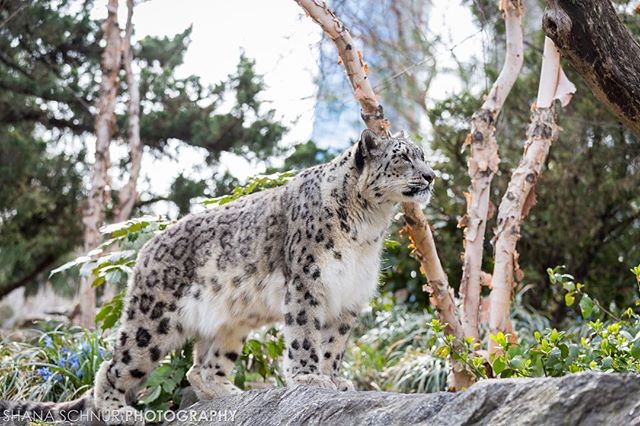 I loved photographing at the zoo! Especially the snow leopards  #onlyinnyc #centralparkzoo #wildlifeconcervationsociety #wcs #cpzoo #newyork #Snowleopard #bigcat #Manhattan #photographer #animals #bigcats