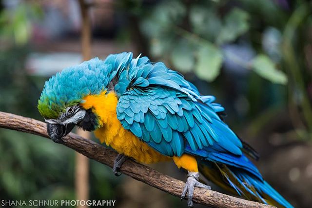 Had fun at the @centralparkzoo! I met all sorts of animals. 
#onlyinnyc #centralparkzoo #wildlifeconcervationsociety #wcs #cpzoo #newyork #maccaw #birds #Manhattan #photographer #animals