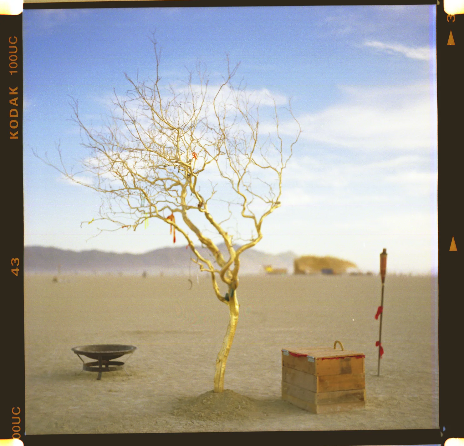 Golden Tree.jpg