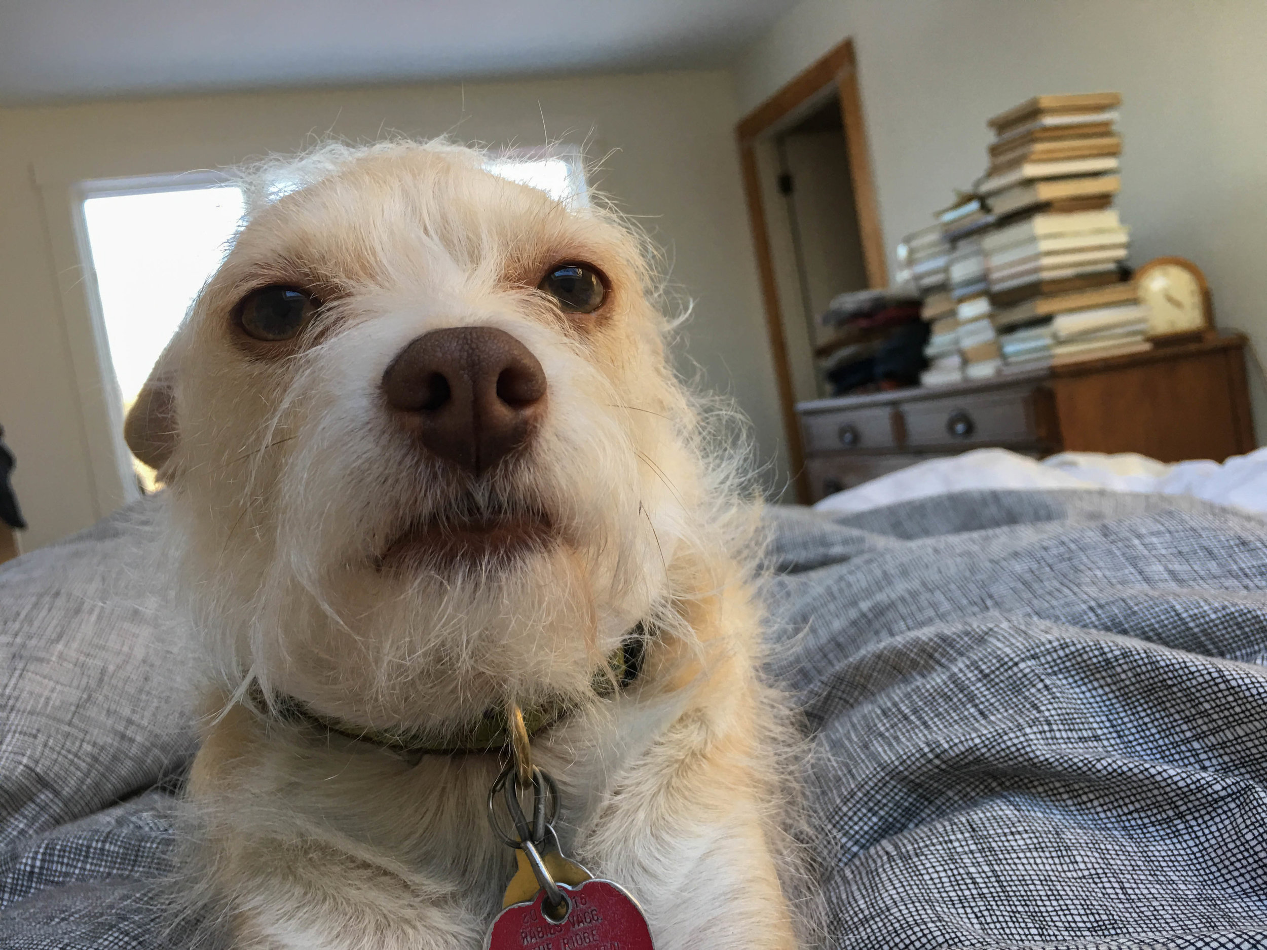 My companion last week....